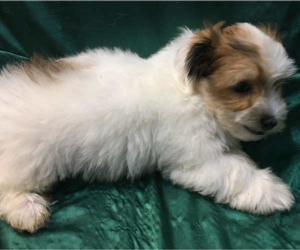 Medium Photo #13 Havanese Puppy For Sale in FENTON, MO, USA
