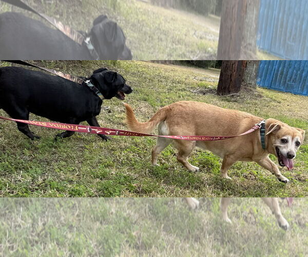 Medium Photo #6 Chiweenie Puppy For Sale in Sanford, FL, USA