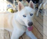 Small Photo #6 Siberian Husky Puppy For Sale in Pacific grove , CA, USA