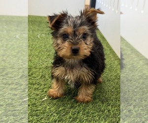 Yorkshire Terrier Puppy for sale in INDIANAPOLIS, IN, USA