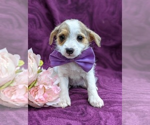 Fox Terrier (Smooth)-Poodle (Miniature) Mix Puppy for sale in LINCOLN UNIV, PA, USA