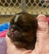 Small Photo #5 Shih Tzu Puppy For Sale in AVONDALE-GOODYEAR, AZ, USA