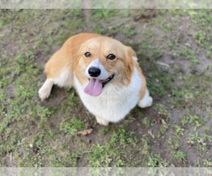 Mother of the Pembroke Welsh Corgi puppies born on 09/25/2025