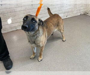 Mutt Dogs for adoption in San Bernardino, CA, USA