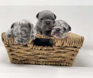 French Bulldog Dogs for adoption in BRANCHVILLE, AL, USA