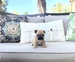 Small Photo #3 French Bulldog Puppy For Sale in COSTA MESA, CA, USA