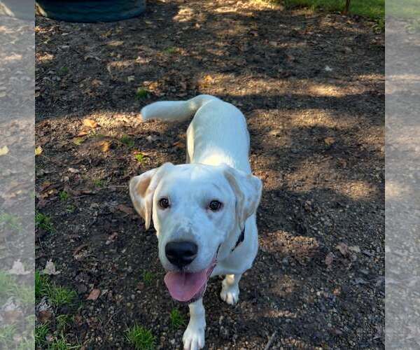 Medium Photo #3 Mutt Puppy For Sale in Holland, MI, USA