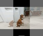 Small Photo #1 Boxer Puppy For Sale in SHIPSHEWANA, IN, USA