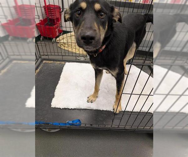 Medium Photo #1 German Shepherd Dog-Unknown Mix Puppy For Sale in Corpus Christi, TX, USA