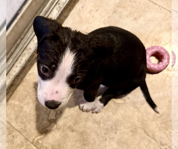 Medium Photo #4 Labrador Retriever Puppy For Sale in Boca Raton, FL, USA