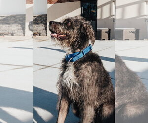 Biscotti - Male Labradoodle Dog for Adoption - Photo #5
