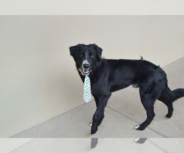 Medium Photo #2 Border Collie-Unknown Mix Puppy For Sale in McKinney, TX, USA