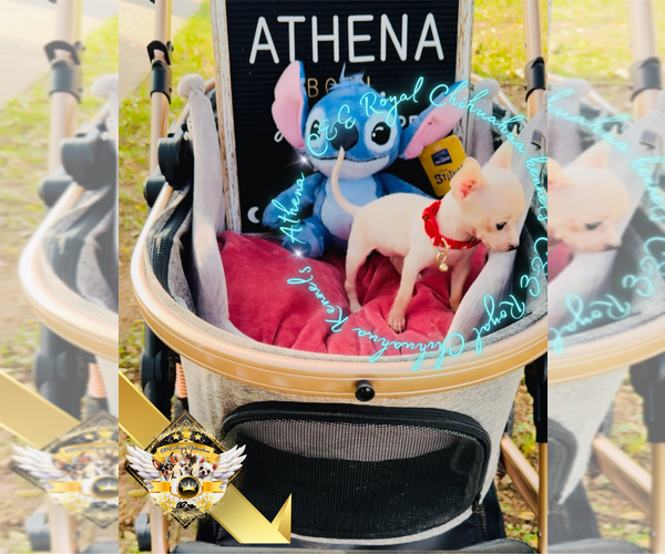 Medium Photo #5 Chihuahua Puppy For Sale in ATHENS, GA, USA
