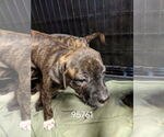Small #4 American Pit Bull Terrier-Labrador Retriever Mix