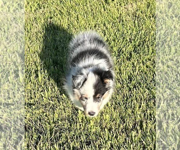 Medium Photo #12 Shetland Sheepdog Puppy For Sale in FORT MORGAN, CO, USA