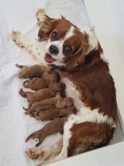 Mother of the Cavapoo puppies born on 10/20/2018