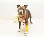 POPPY - Female Mutt Dog for Adoption - Small photo