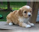 Small #2 Cavalier King Charles Spaniel-Poodle (Toy) Mix