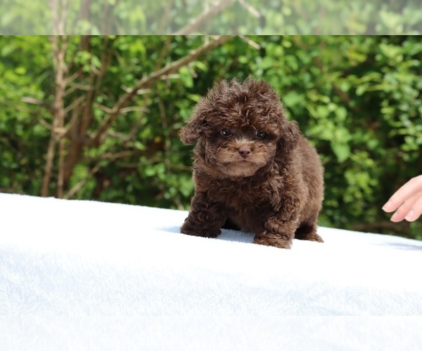 Medium Photo #27 ShihPoo Puppy For Sale in DYERSBURG, TN, USA