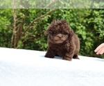 Small #26 ShihPoo