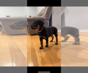 Rottweiler Puppy for Sale in PINEHURST, North Carolina USA