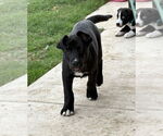 Small #4 Great Dane-Siberian Husky Mix