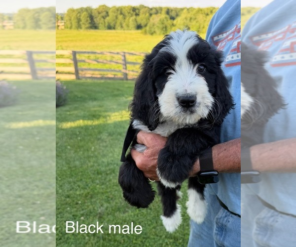 Medium Photo #1 Bernedoodle Puppy For Sale in SPENCER, IN, USA