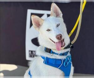 German Shepherd Dog-Unknown Mix Dogs for adoption in Martinez, CA, USA