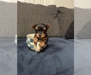 Yorkshire Terrier Puppy for sale in PORTLAND, OR, USA