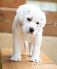 Labrador Retriever Puppy for sale in SACRAMENTO, CA, USA