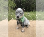 Small Photo #3 Australian Cattle Dog Puppy For Sale in SPRING BRANCH, TX, USA