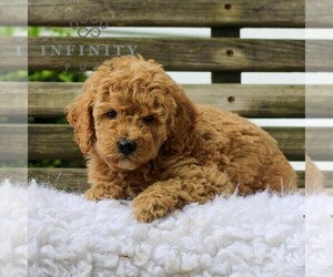 Goldendoodle (Miniature) Puppy for sale in LEOLA, PA, USA