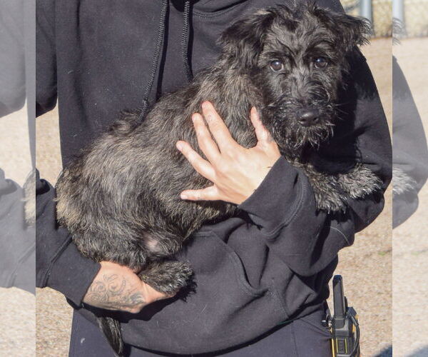 Medium Photo #2 Mutt Puppy For Sale in Huntley, IL, USA