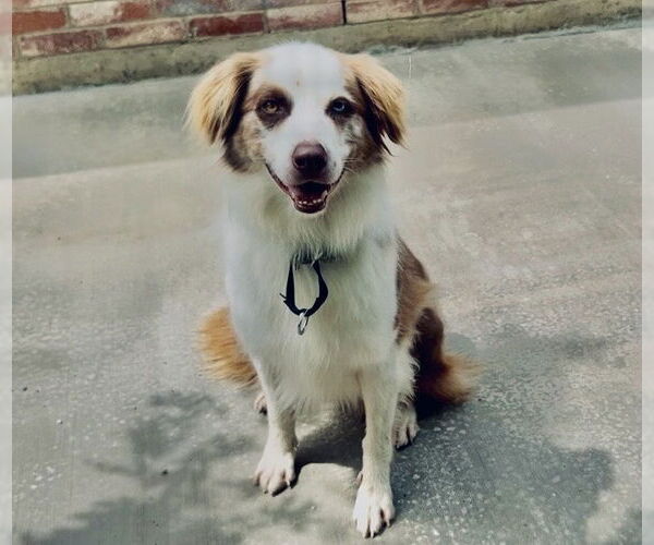 Medium Photo #4 Australian Shepherd Puppy For Sale in Dallas, TX, USA