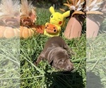 Small #2 Labrador Retriever