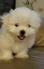 Mal-Shi Puppy for sale in HEMPSTEAD, NY, USA