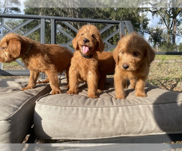 Medium Photo #1 Labradoodle Puppy For Sale in MIMS, FL, USA