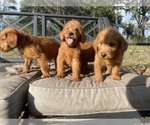 Small Photo #1 Labradoodle Puppy For Sale in MIMS, FL, USA
