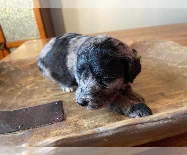 Medium Photo #2 Aussiedoodle Puppy For Sale in ARKOMA, OK, USA