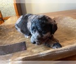 Small Photo #2 Aussiedoodle Puppy For Sale in ARKOMA, OK, USA