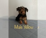 Small Photo #15 Yorkshire Terrier Puppy For Sale in SACRAMENTO, CA, USA