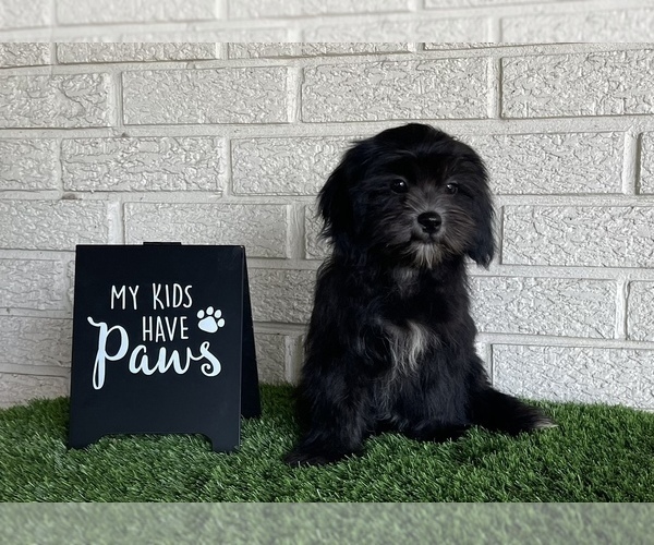 Medium Photo #1 ShihPoo Puppy For Sale in EL CAMPO, TX, USA