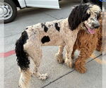 Small Poodle (Standard)