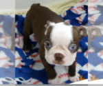 Small #3 Boston Terrier