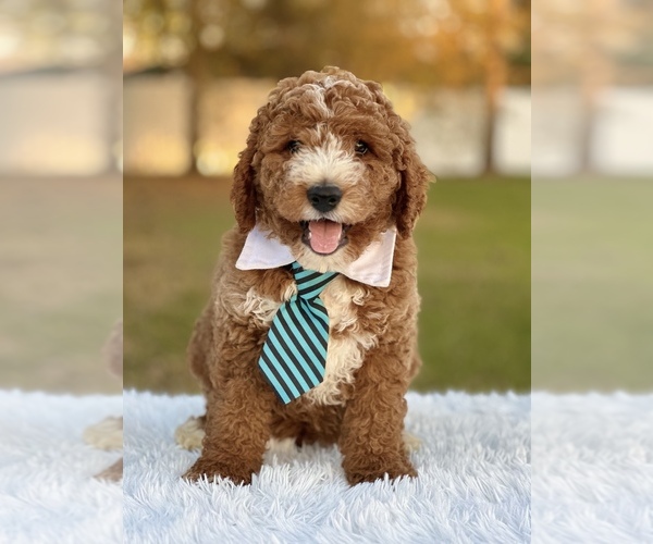 Full screen Photo #9 Goldendoodle (Miniature) Puppy For Sale in FROSTPROOF, FL, USA