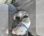 Small Photo #5 Great Dane Puppy For Sale in MADISON, IN, USA