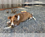 Small #3 Mutt