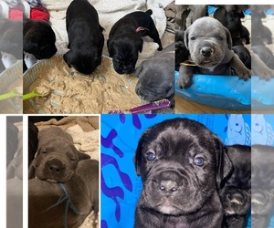 Cane Corso Puppy for sale in LEADVILLE, CO, USA