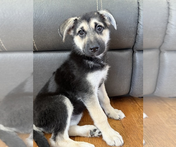 Medium Photo #1 German Shepherd Dog Puppy For Sale in SUMNER, WA, USA