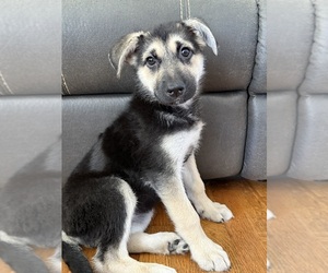 Medium German Shepherd Dog